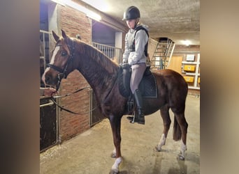 German Riding Pony, Gelding, 3 years, 14,3 hh, Chestnut