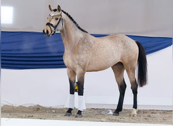 German Riding Pony, Gelding, 3 years, 14,3 hh, Dun