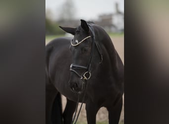 German Riding Pony, Gelding, 3 years, 15.1 hh, Black