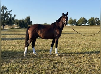 German Riding Pony, Gelding, 3 years, 15.1 hh, Brown