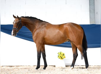 Deutsches Reitpony, Wallach, 3 Jahre, 15,2 hh, Brauner