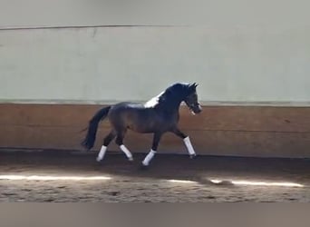 German Riding Pony, Gelding, 3 years, 15 hh, Bay-Dark