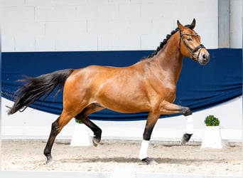 German Riding Pony, Gelding, 3 years, 15 hh, Brown
