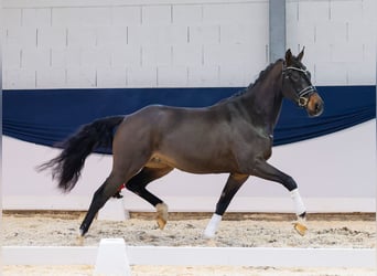 German Riding Pony, Gelding, 3 years, 15 hh, Brown