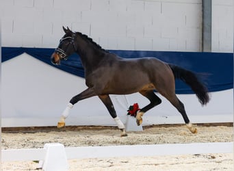 German Riding Pony, Gelding, 3 years, 15 hh, Brown