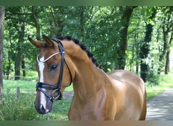 German Riding Pony, Gelding, 3 years, 15 hh, Brown