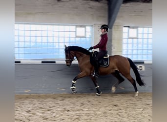 German Riding Pony, Gelding, 3 years, 15 hh, Brown