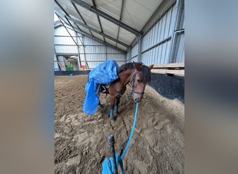 German Riding Pony Mix, Gelding, 3 years, 15 hh, Brown