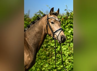 German Riding Pony, Gelding, 3 years, 15 hh, Buckskin