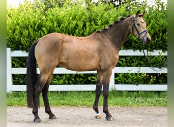 German Riding Pony, Gelding, 3 years, 15 hh, Buckskin