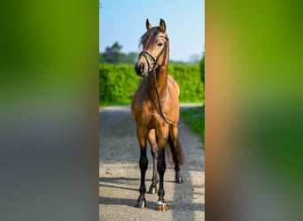 German Riding Pony, Gelding, 3 years, 15 hh, Buckskin