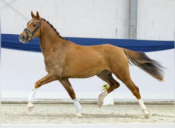 German Riding Pony, Gelding, 3 years, 15 hh, Chestnut