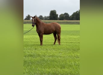 German Riding Pony, Gelding, 3 years, 15 hh, Chestnut-Red