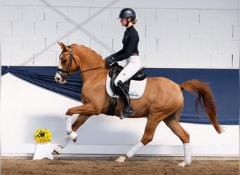German Riding Pony, Gelding, 3 years, 15 hh, Dun