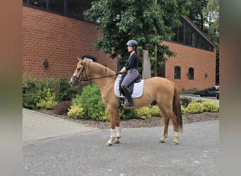 German Riding Pony, Gelding, 3 years, 15 hh, Dun