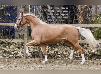 German Riding Pony, Gelding, 3 years, 15 hh, Palomino