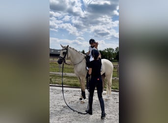 German Riding Pony, Gelding, 3 years, 15 hh, Palomino