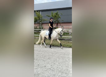 German Riding Pony, Gelding, 3 years, 15 hh, Palomino