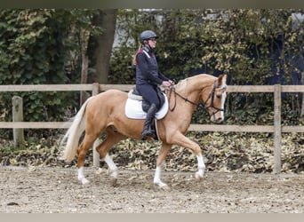 German Riding Pony, Gelding, 3 years, 15 hh, Palomino