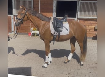 German Riding Pony, Gelding, 3 years, 15,1 hh, Chestnut-Red