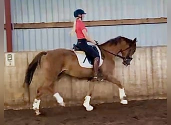 German Riding Pony, Gelding, 3 years, 15,1 hh, Chestnut-Red
