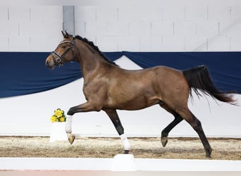 German Riding Pony, Gelding, 3 years, Brown