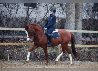 German Riding Pony, Gelding, 3 years, Chestnut
