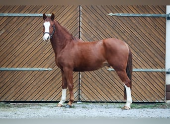 German Riding Pony, Gelding, 3 years, Chestnut