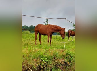 German Riding Pony, Gelding, 3 years, Chestnut-Red