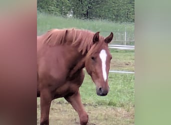 German Riding Pony, Gelding, 3 years, Chestnut-Red