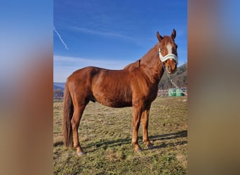 German Riding Pony, Gelding, 3 years, Chestnut-Red
