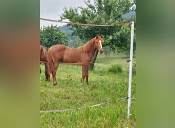 German Riding Pony, Gelding, 3 years, Chestnut-Red