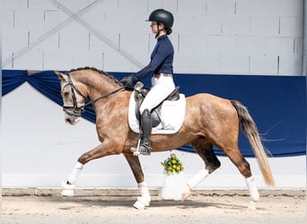 German Riding Pony, Gelding, 3 years, Palomino