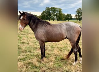 German Riding Pony, Gelding, 3 years