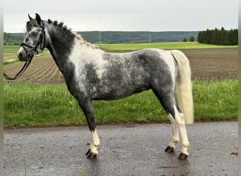 German Riding Pony Mix, Gelding, 4 years, 12.2 hh, Pinto