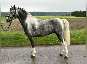 German Riding Pony Mix, Gelding, 4 years, 12.2 hh, Pinto