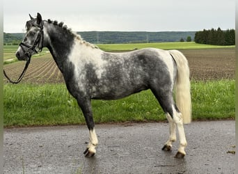German Riding Pony Mix, Gelding, 4 years, 12.2 hh, Pinto