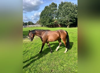 German Riding Pony, Gelding, 4 years, 13.1 hh, Brown