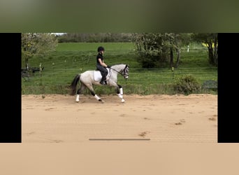 German Riding Pony, Gelding, 4 years, 13.2 hh, Can be white