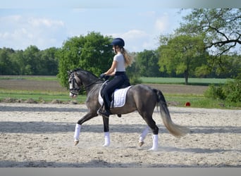 German Riding Pony, Gelding, 4 years, 13.2 hh, Gray