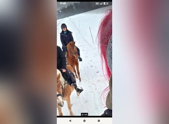 German Riding Pony, Gelding, 4 years, 13.3 hh, Chestnut-Red