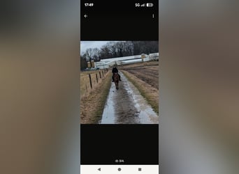 German Riding Pony, Gelding, 4 years, 13.3 hh, Chestnut-Red