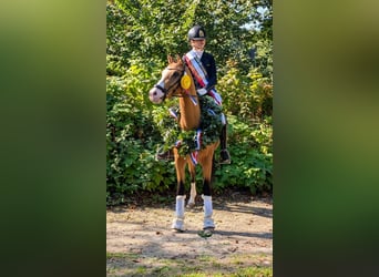 German Riding Pony, Gelding, 4 years, 13.3 hh