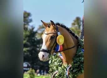German Riding Pony, Gelding, 4 years, 13.3 hh