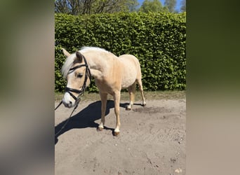German Riding Pony, Gelding, 4 years, 13.3 hh, Palomino