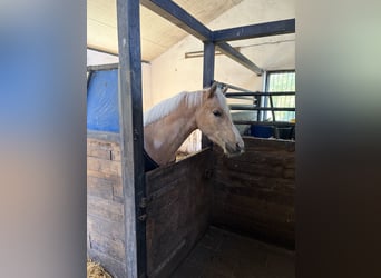 German Riding Pony, Gelding, 4 years, 13.3 hh, Palomino