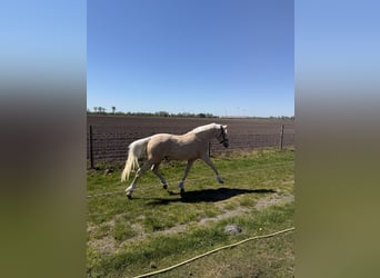 German Riding Pony, Gelding, 4 years, 13.3 hh, Palomino
