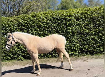 German Riding Pony, Gelding, 4 years, 13.3 hh, Palomino