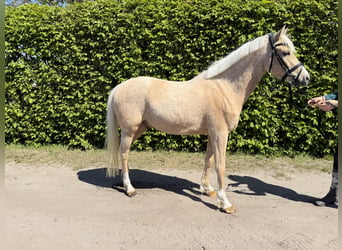 German Riding Pony, Gelding, 4 years, 13.3 hh, Palomino