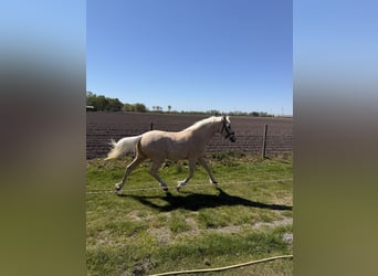 German Riding Pony, Gelding, 4 years, 13.3 hh, Palomino
